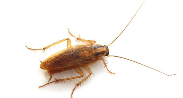 Cockroaches in Scottsdale, AZ