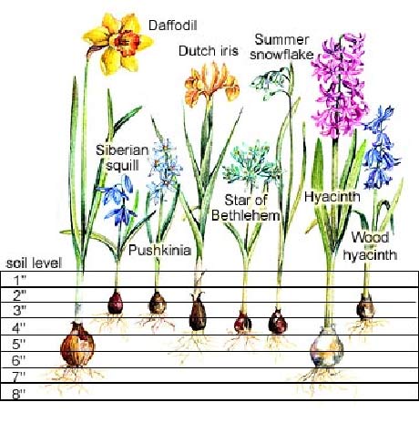 Plant Bulb Identification Chart